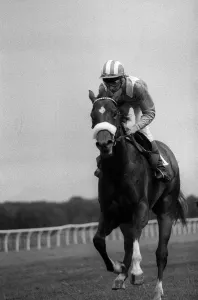 American jockey Steve Cauthen riding Ferryman at Kempton Park, July 1987