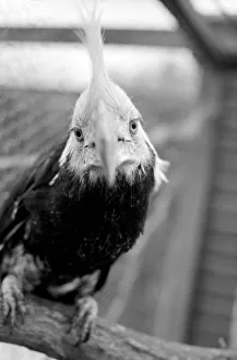 Animal: Bird: Humour: Unusual: nHumphreyi White Crested Hornbill