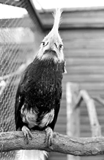 Animal: Bird: Humour: Unusual: nHumphreyi White Crested Hornbill