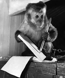 Animal care-Unusual pets. It is quite fair to keep pets like this monkey if you have