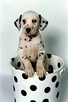 Size Collection: Animal Dog Dalmatian December 1996