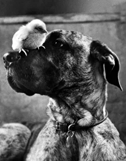 Chicken Prints: Animal Dog Great Dane March 1962 Junia a 6 months old great dane will play her