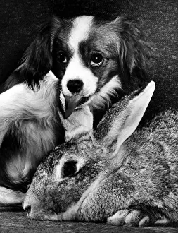 Rabbit Prints: Animal Dog Papalier Puppy February 1964 Benji the 3 years old Chinchilla rabbit is