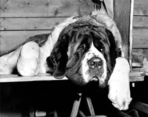 St Bernard Prints: Animal Dogs St Bernard February 1972 St Bernard dog looking sad and dreary