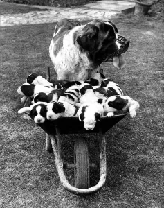 Puppies Prints: Animal Dogs St Bernard June 1966 Titch has had a litter of 15 puppies at Fareham