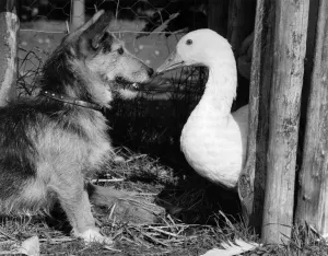 Goose Prints: Animal Friends - Animals and Birds: Goose chasing Rats with a reluctant playmate