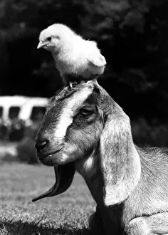 Goat Prints: Animal Friends - Goat and Chick Silly Billy a long-eared Nubian goat