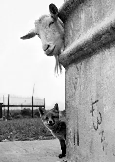 1959 Prints: Animal Friends - Goat and Fox Animals 1959 circa Daily Mirror