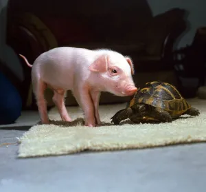 Piglet Prints: Animal Friendship 3 week old piglet and tortoise at Surrey Bird Rescue Society in