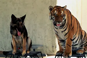 Alsatian Prints: Animal friendship - Bengal tiger Ravi and Alsation dog July 1977 A©Mirrorpix