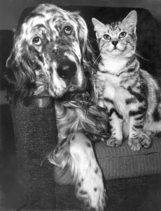 00103 Prints: Animal Friendship Cat and Dog share a seat following sunday lunch. February 1964 P000346