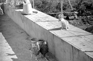 Animal: Friendship: Fox and Chickens: Rommella the desert fox is causing some concern in