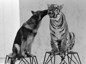 Tiger Prints: Animal friendship between Ravi the Bengal tiger and Duke the Alsatian dog