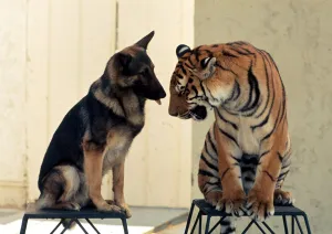 Animal friendship between Ravi the Bengal tiger and Duke the Alsation dog July