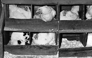 Chicken Prints: Animal Friendships - Cats and Birds: Minty and her kittens in the hen house