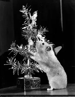 Animal Hamster October 1979 Minty the Hampster Christmas tree