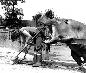 Animal Hippopotamus February 1983 The hippo gets ready for dinner - taking a bite