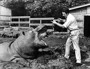 Zoo Keeper Prints: Animal Hippopotamus June 1968 Mr Brian Stoke manager at Plymouth Zoo found out that