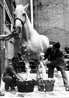 00150 Prints: Animal Horse July 1974 Often to be seen pulling a brewers dray around London