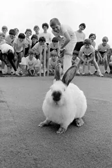 Images Dated 3rd July 1981: Animal: Humour: Sport. Rabbits on cricket pitch. July 1981 81-03773-004