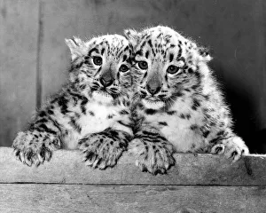 Leopard Prints: Animal Leopard February 1986 Eva and Becker the (twin cubs