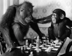 Orangutans Prints: Animal - Monkeys. You cheated'- Alamy seems to be saying as he tries to grab