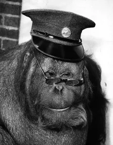 Orangutans Prints: Animal Monkeys Orangutan July 1955 Wearing a conductors hat and glasses
