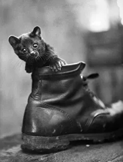 00079 Prints: Animal Zoos: Guess who? Puss in boot? No-this furry fellow is a black Ganet cub popping