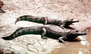 Crocodiles Prints: Animals Amazon Caimen Crocodile March 1975 Caiman Species