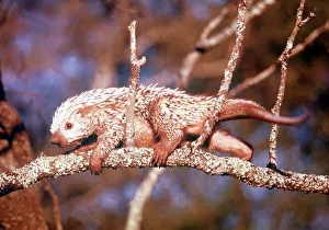 Climbing Prints: Animals Amazon Prehensile-Tailed Porcupine March 1975 Coendou Prehensilis