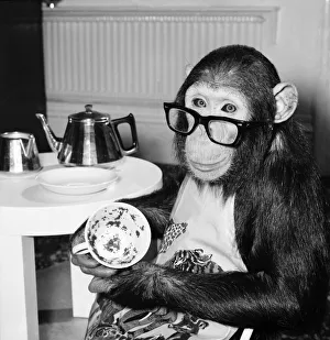 Animals: Apes and Monkeys: Humour: Ada'The Chimp who loves to impersonate a
