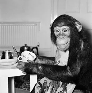 Animals: Apes and Monkeys: Humour: Ada'The Chimp who loves to impersonate a