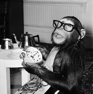 00069 Prints: Animals: Apes and Monkeys: Humour: Ada'The Chimp who loves to impersonate a