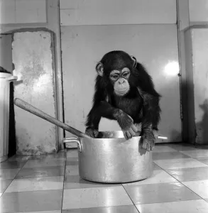 Animals: Apps and Monkeys: Freddie, a baby chimp, is making a real job of mixing