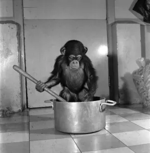 Animals: Apps and Monkeys: Freddie, a baby chimp, is making a real job of mixing