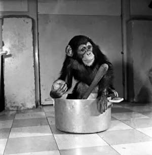 Animals: Apps and Monkeys: Freddie, a baby chimp, is making a real job of mixing