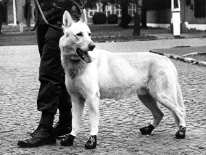 00150 Prints: Animals Army Alsation March 1983 All soldiers need good strong boots for
