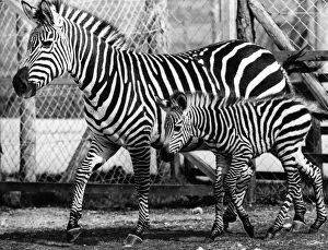 Stripes Collection: Animals: Baby With A Big Secret.... Born - to Zebra George
