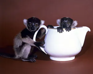 00135 Prints: Animals - Baby Lemurs in a teapot February 1987 A©mirrorpix