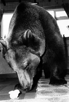 00055 Prints: Animals - Bears. Gentle Hercules approaches the tiny chick with affectionate caution
