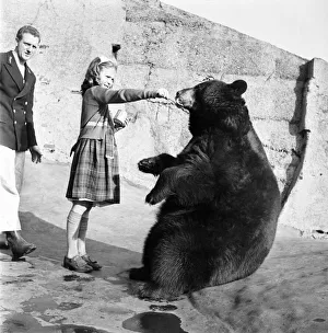 Animals Bears: I can lick anything, particularly tins with treacle inside