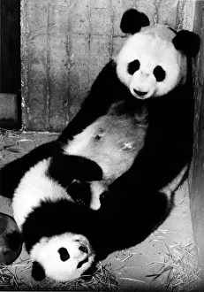 00000 Prints: Animals - Bears - Pandas. Baby panda Chu-Lin with mother Shao-Shao in Madrid Zoo