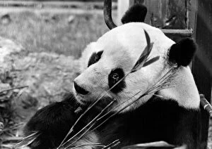 Images Dated 3rd April 1980: Animals - Bears - Pandas. Sad mate. Chia-Chia waits for news of his other half