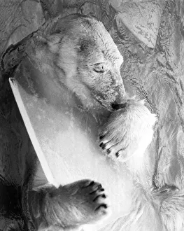 Animals - Bears - Polar. Sabrina the polar bear gets cold comfort from a chunk of ice