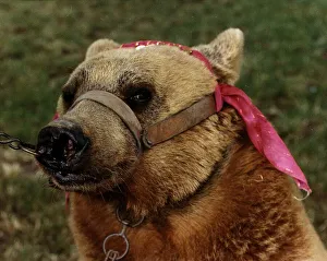 Lead Prints: Animals Bears torn face of an adult Bear from Istanbul circa 1992