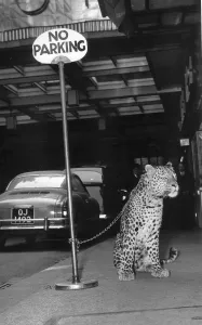 Leopard Prints: Animals Big Cats Leopard Chiefy the Leopard waits outside the Savoy Hotel in London