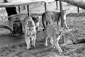 Animals Big cats. When Lucifer the 10 year old male puma at Chessington Zoo developed a