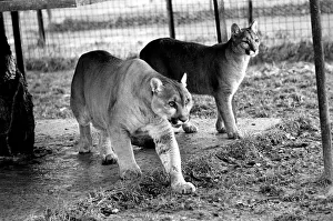 00034 Prints: Animals Big cats. When Lucifer the 10 year old male puma at Chessington Zoo developed a