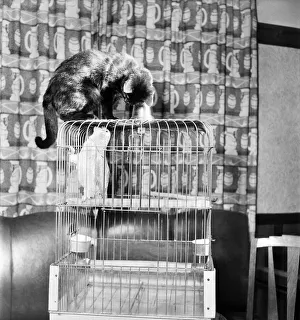 Animals Birds: Cats Friendship: Visitors to the Hodder Bridge Hotel, Hodder Lancs