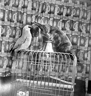 Animals Birds: Cats Friendship: Visitors to the Hodder Bridge Hotel, Hodder Lancs